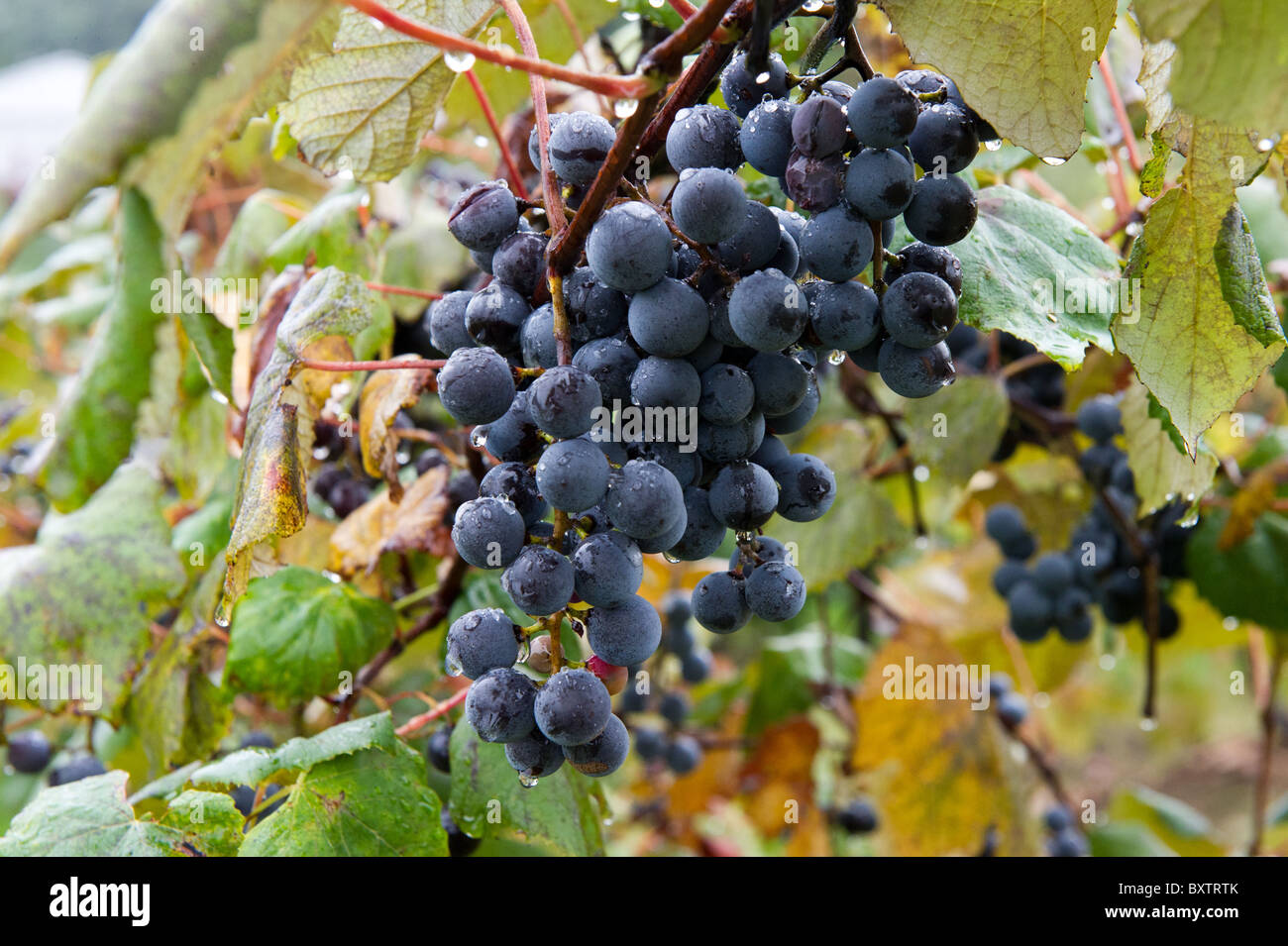 Concord grapes Stock Photo Alamy