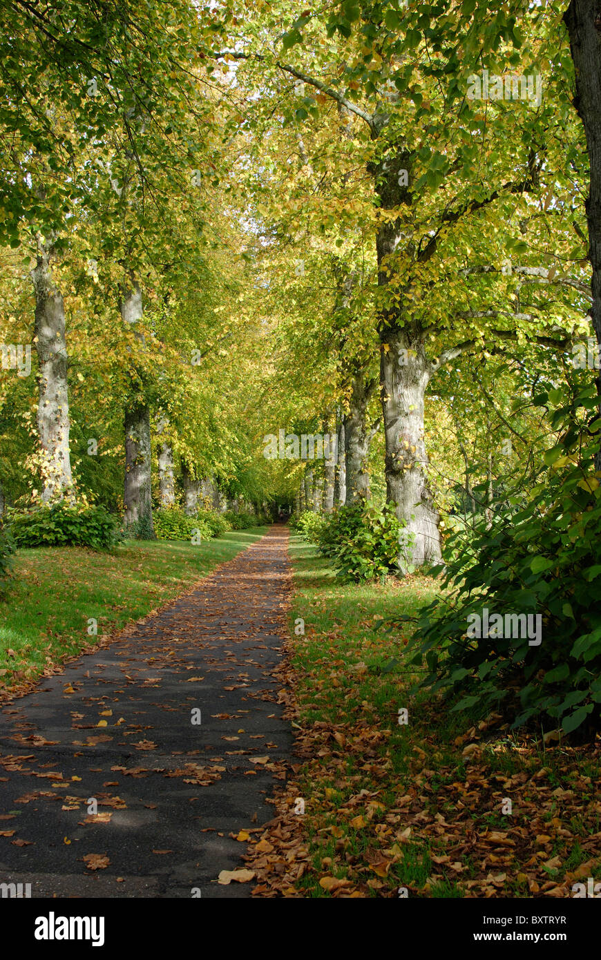 Footpath through beech trees hi-res stock photography and images - Alamy
