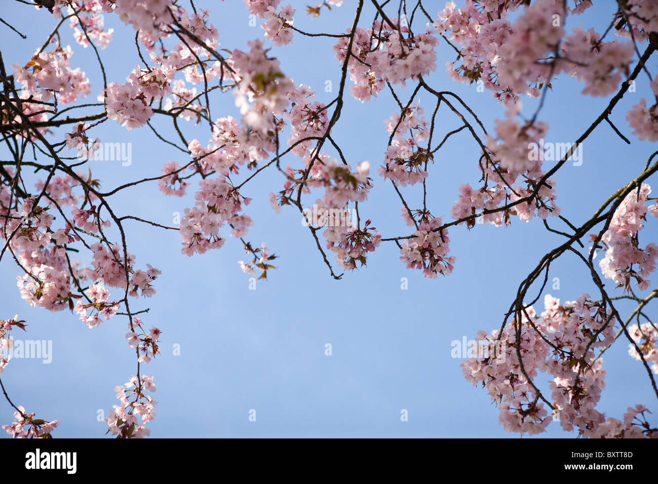 Branches of pink cherry blossom against blue sky Stock Photo - Alamy