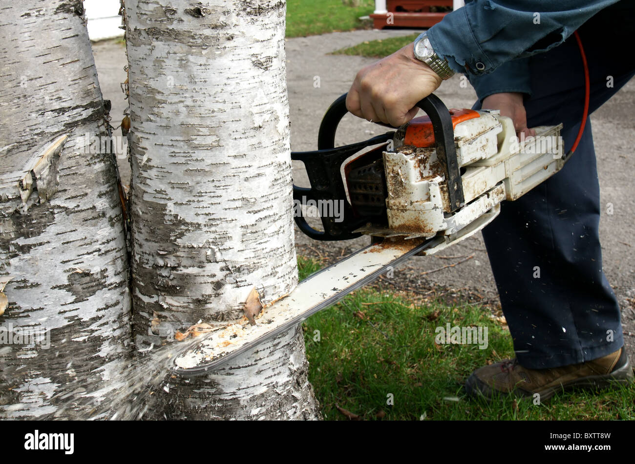 Man cutting down two overgrown paper birch trees with a chainsaw to increase curb appeal. Stock Photo