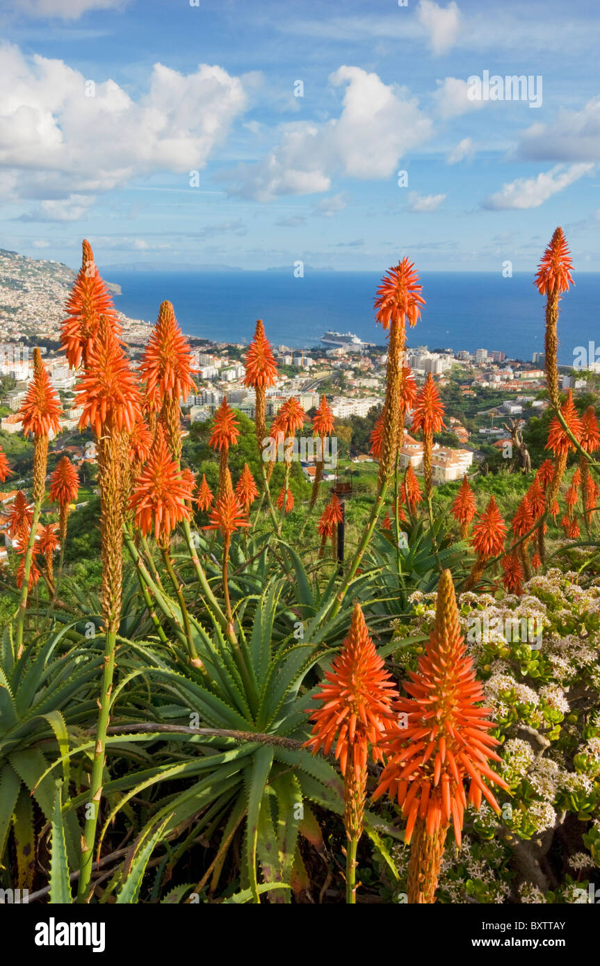 View over Funchal, capital city of Madeira, city and harbour with a cruise ship, Portugal, EU, Europe Stock Photo