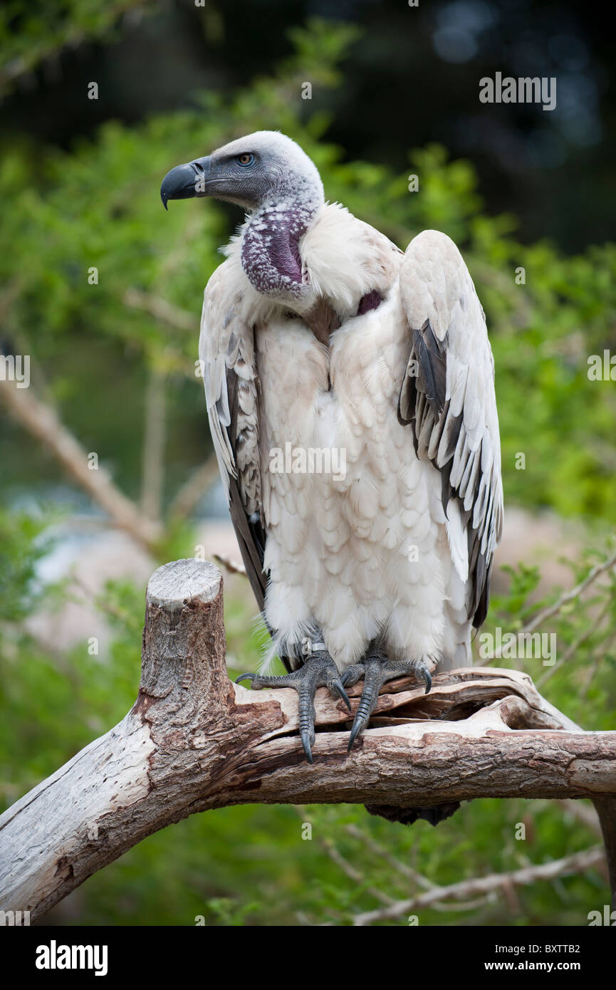 A Captive Cape Vulture in Wildlife Ranch, Oudtshoorn, South Africa Stock Photo