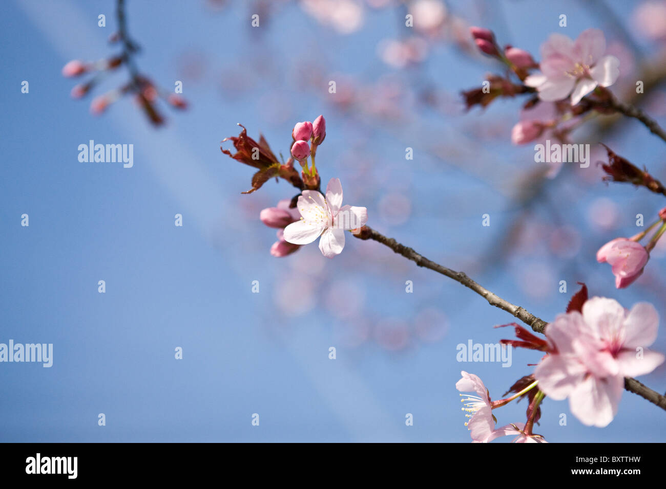 Pink cherry blossom against blue sky Stock Photo - Alamy