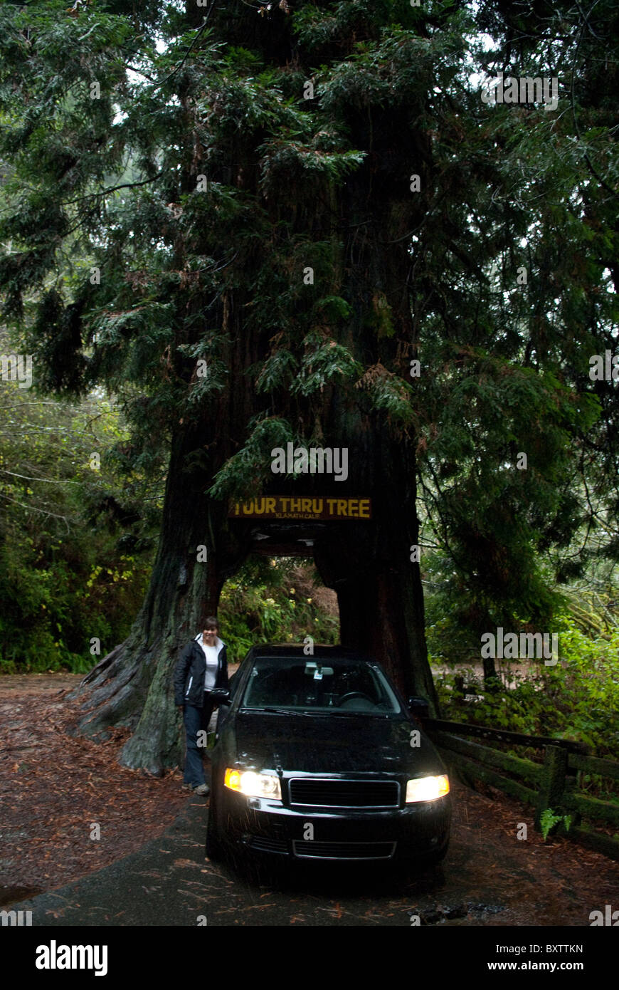 Driving through giant tree Stock Photo