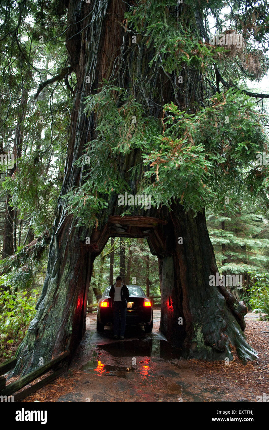 Driving through giant tree Stock Photo