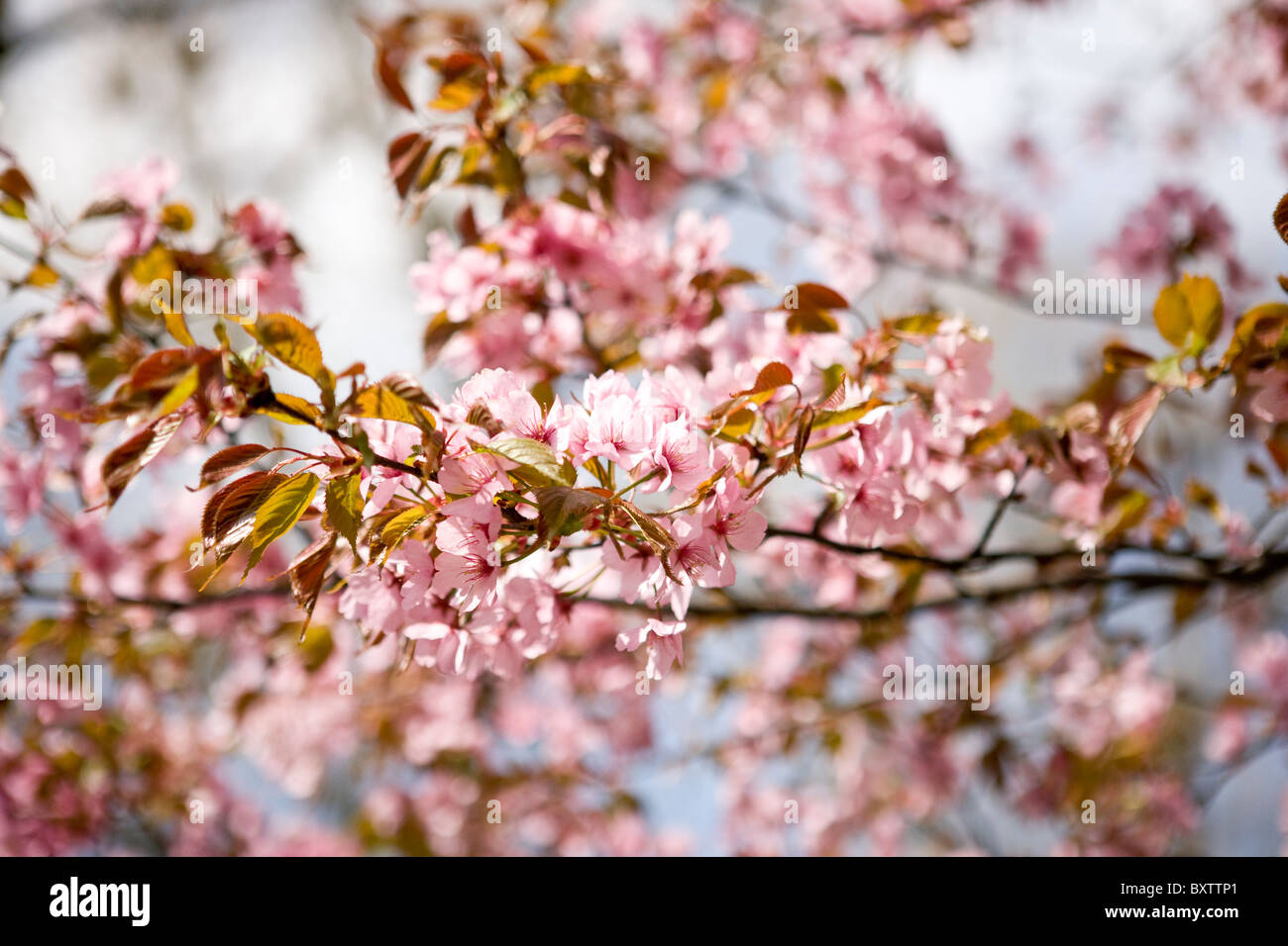 Branches of pink cherry blossom Stock Photo - Alamy