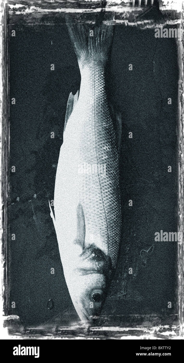 a seabass on a welsh slate black and white photograph fine art Stock Photo