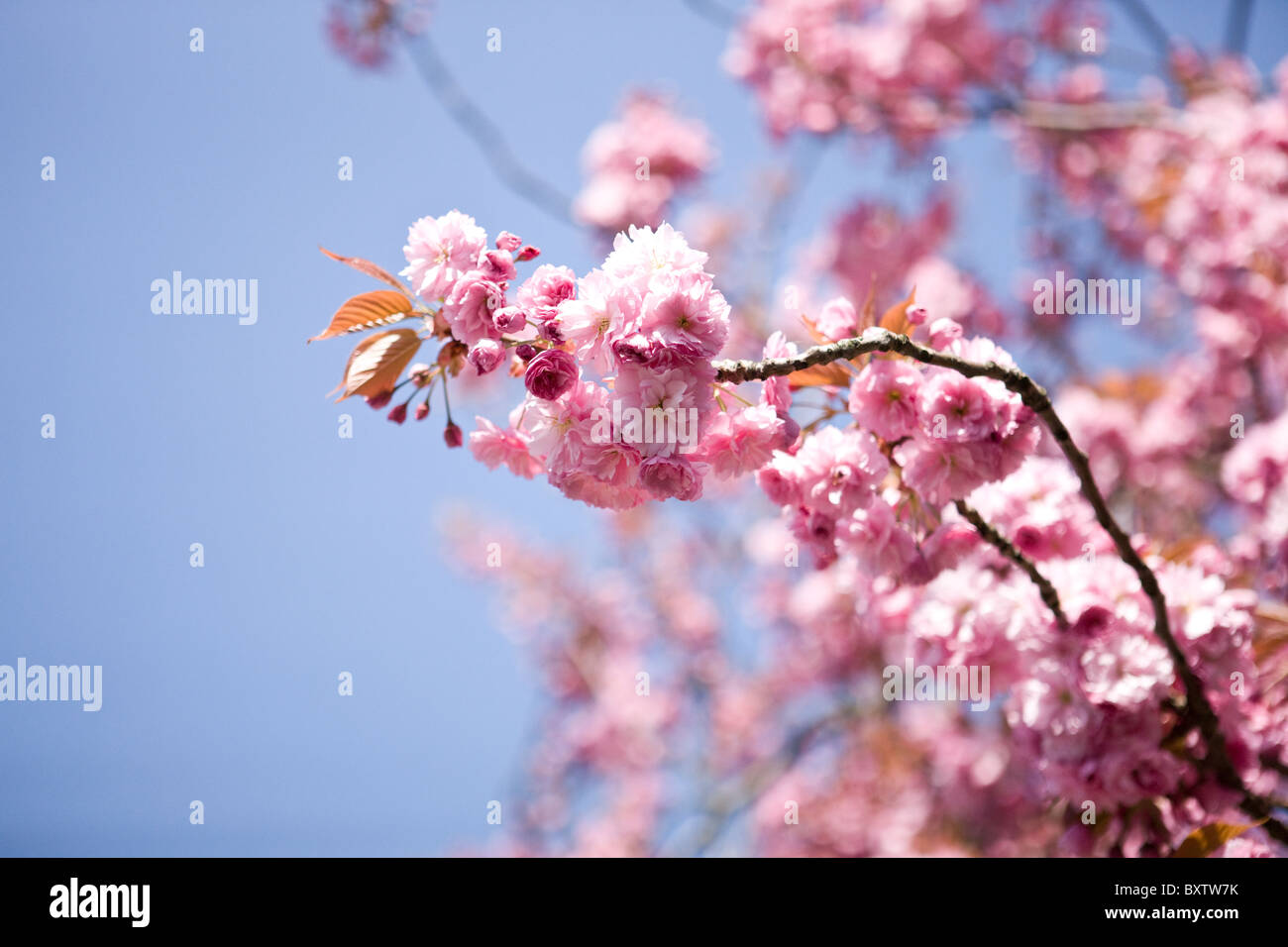 Branches of pink cherry blossom against blue sky Stock Photo - Alamy