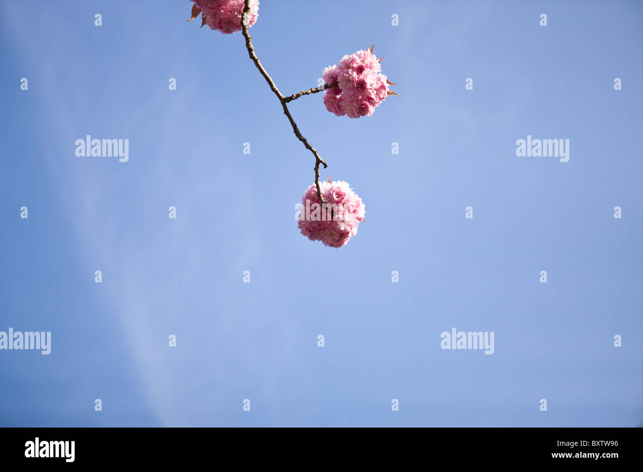Pink cherry blossom against blue sky Stock Photo - Alamy
