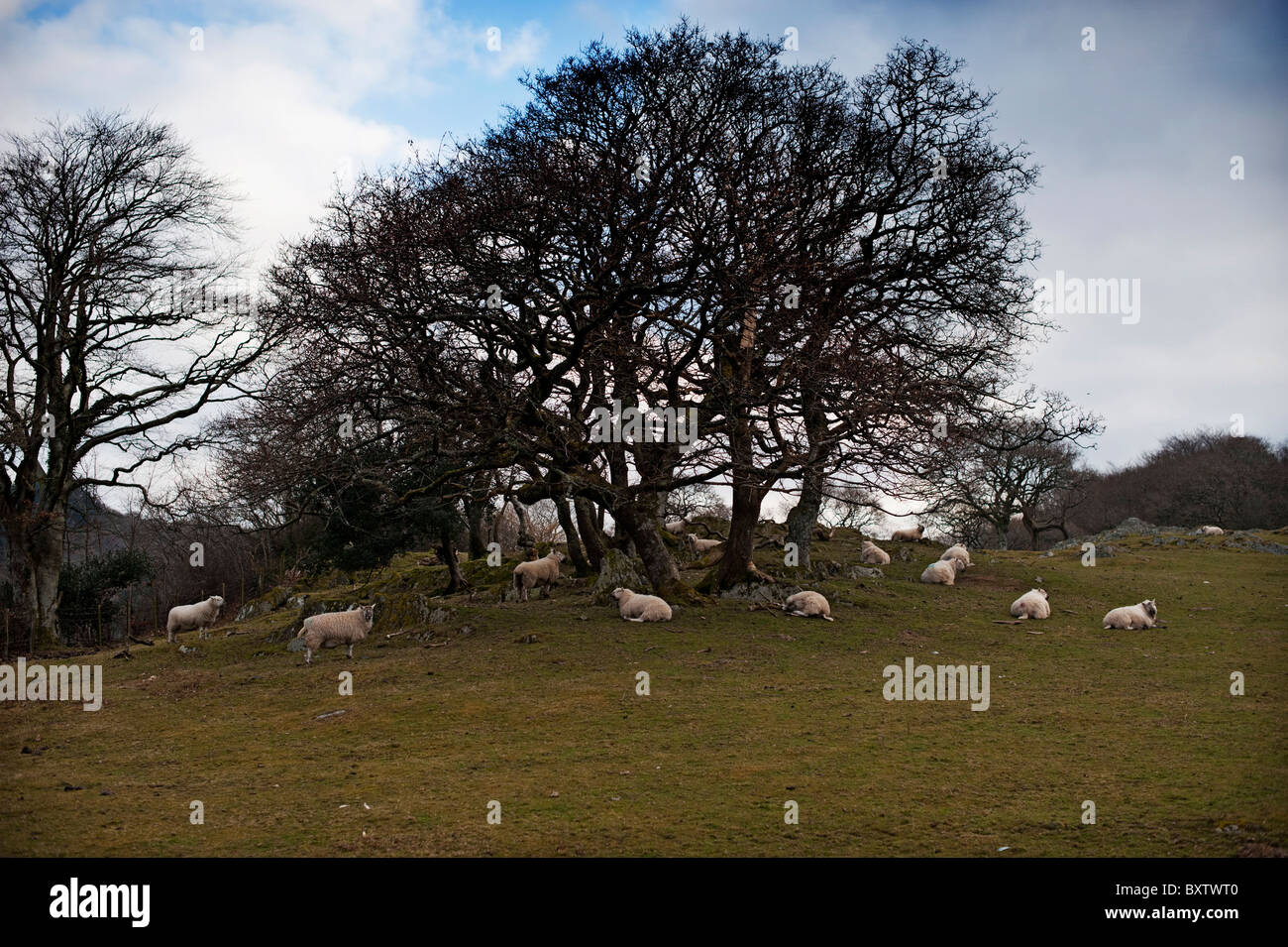 North wales sheep farming hi-res stock photography and images - Alamy