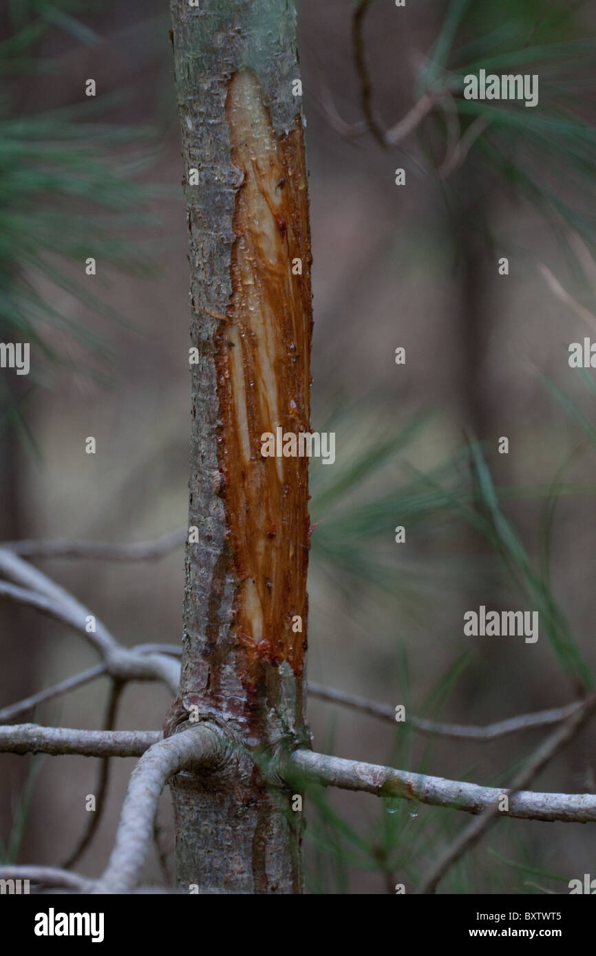 Scots Pine, Pinus sylvestris sapling, with bark chewed by deer Stock Photo