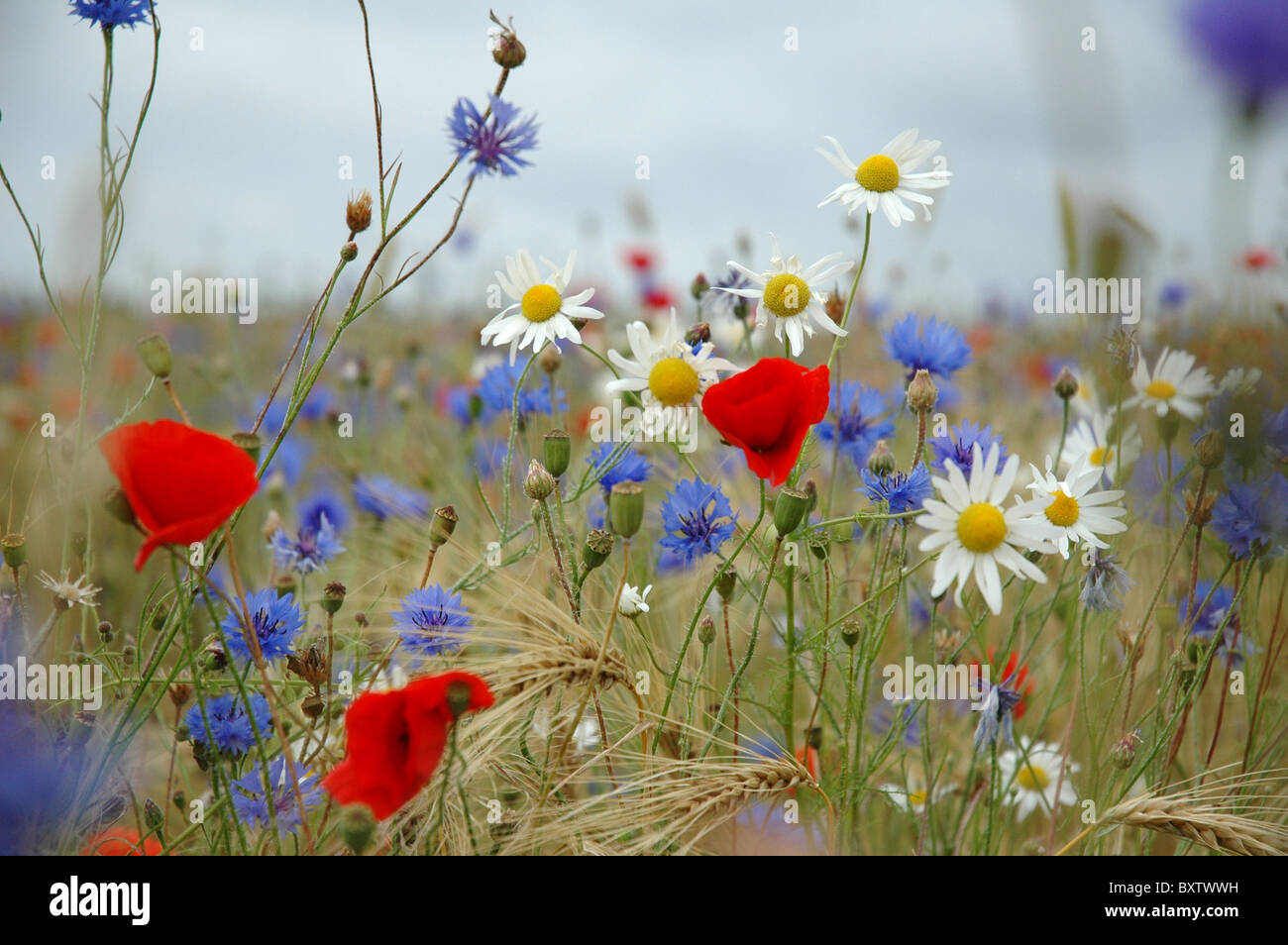 colorful wild flowers as daisy, cornflower, poppy on meadow at summer Stock Photo
