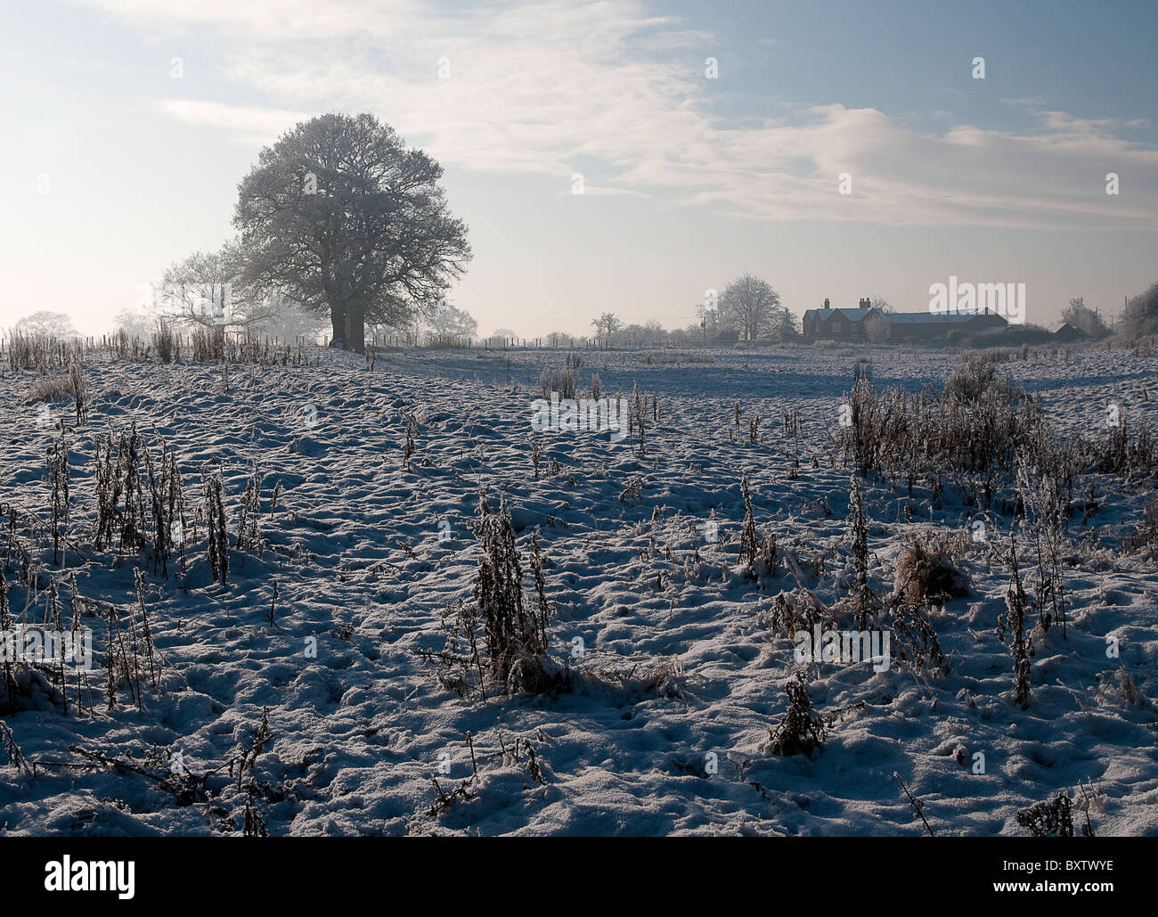 Snowy winter landscape with farmhouse and tree, morning. Stock Photo