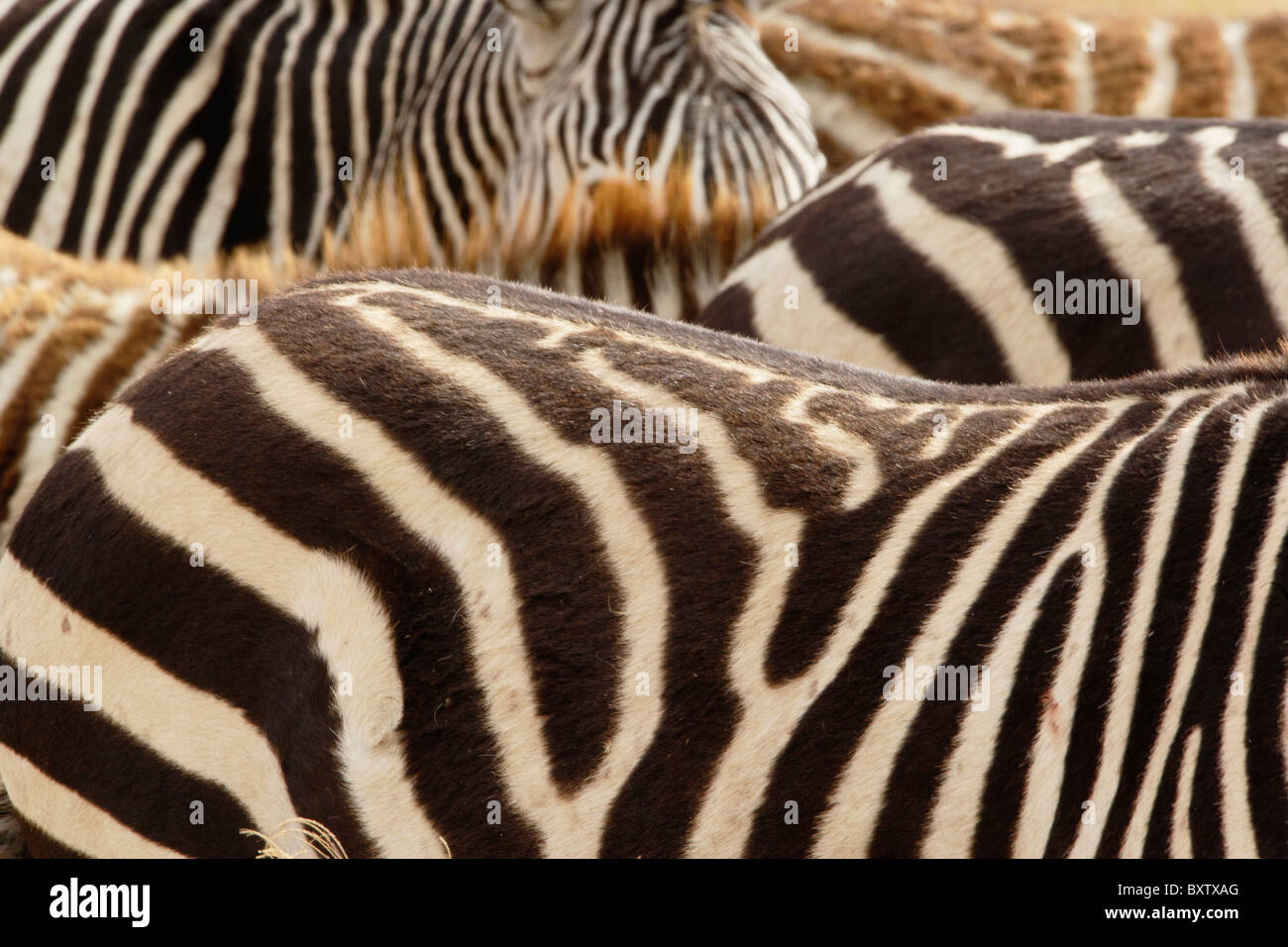Burchell's Zebra pattern of stripes, Equus burchelli, Ngorongoro Crater ...