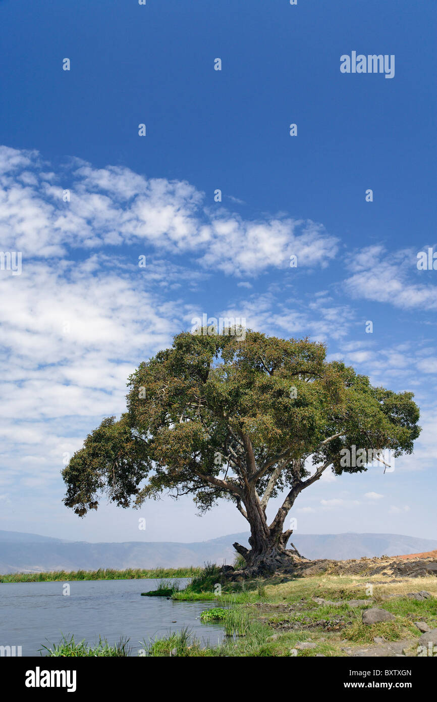 Single tree and lake, Ngorongoro Crater, Tanzania Stock Photo - Alamy
