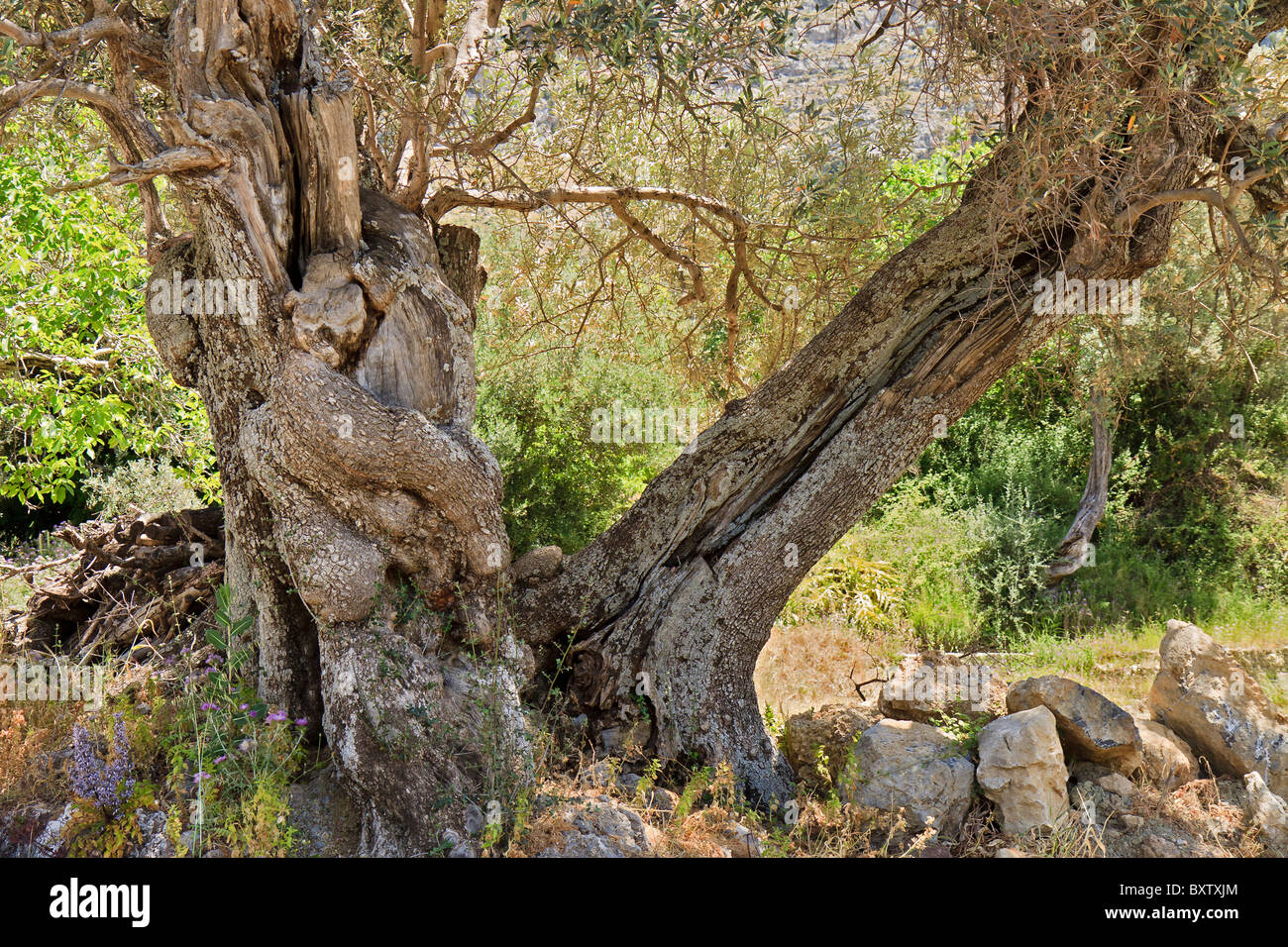 Greece Crete Spili Gnarled Old Olive Trees Stock Photo