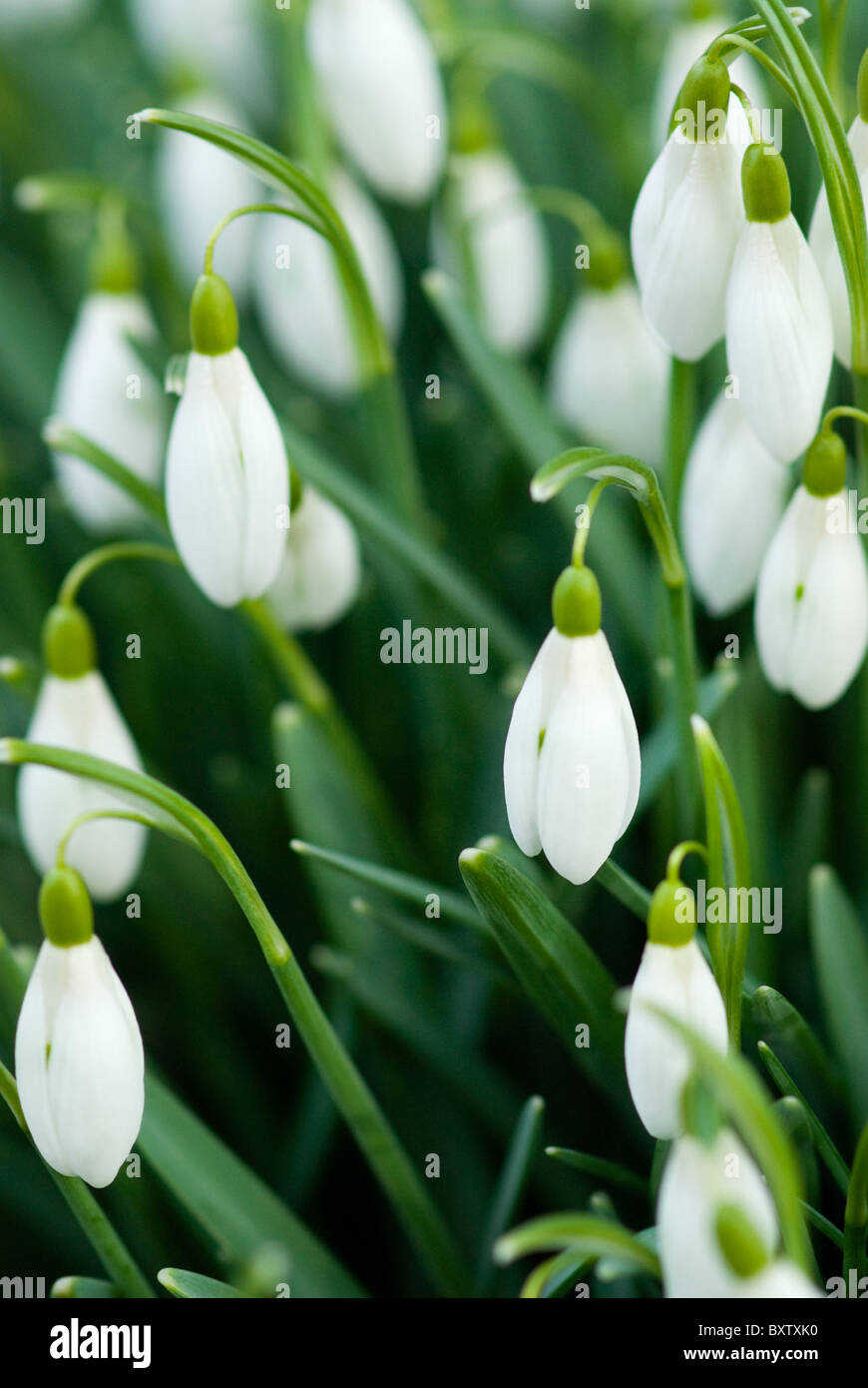 Snowdrops in a bunch from slightly above Stock Photo