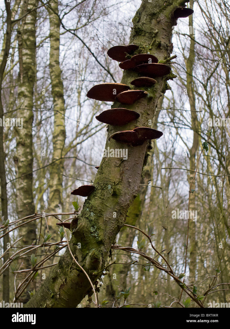 Bracket fungus on tree trunk, from below Stock Photo