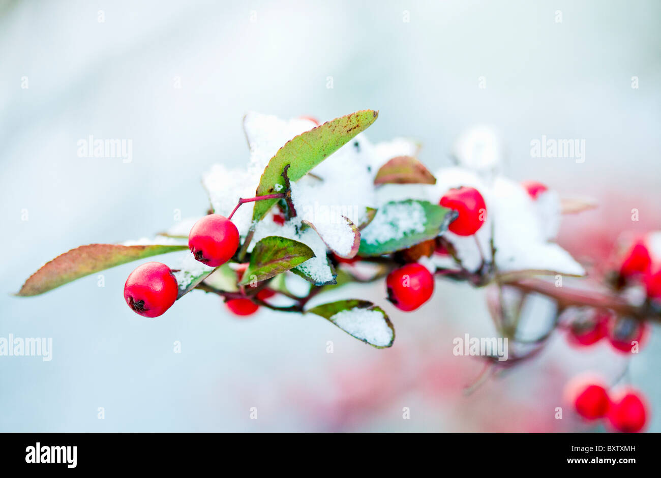 Branch of red berries covered in snow Stock Photo - Alamy