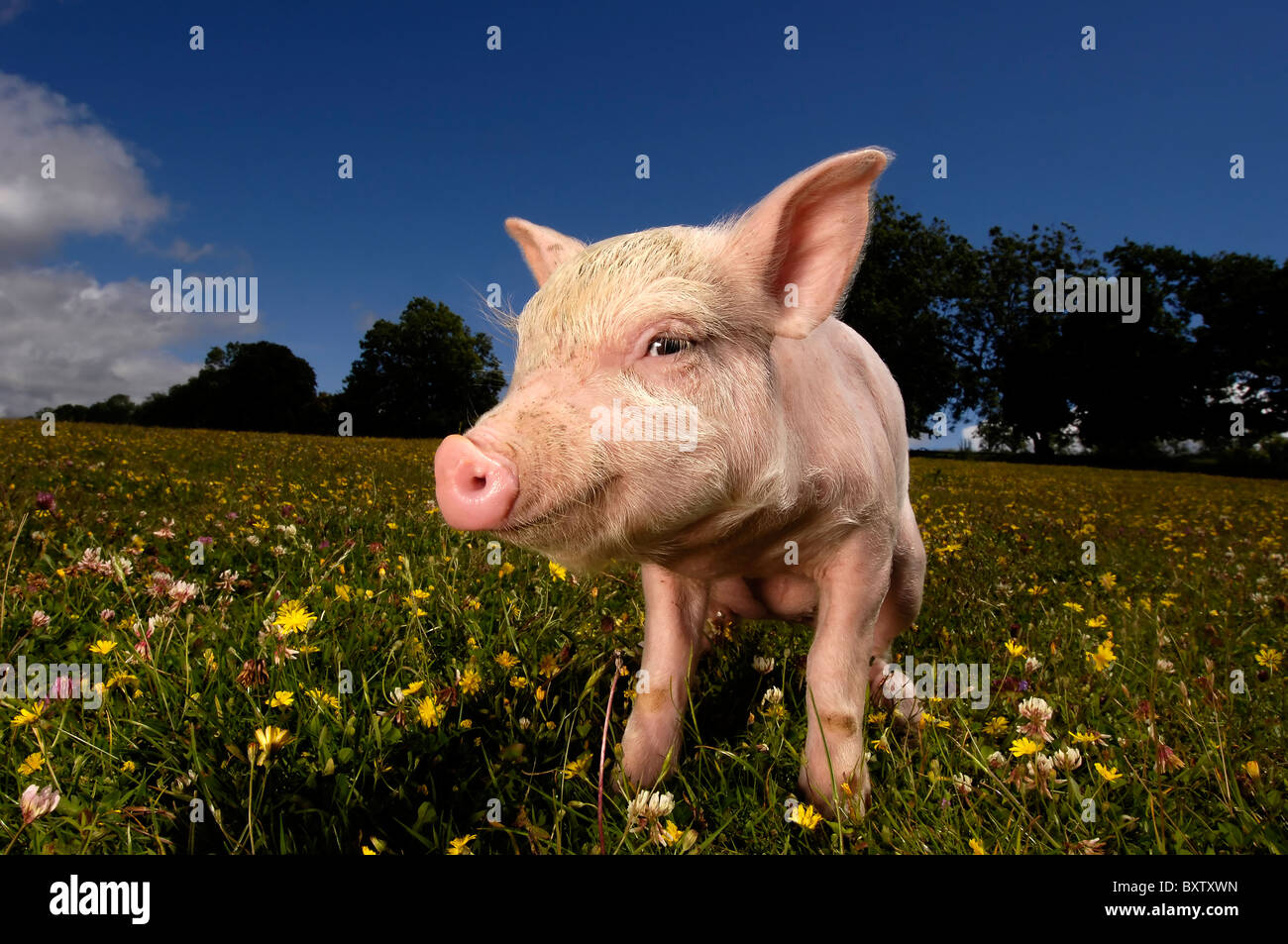 Cute Piglet in a field full of daisy's with a bright blue sky Stock Photo