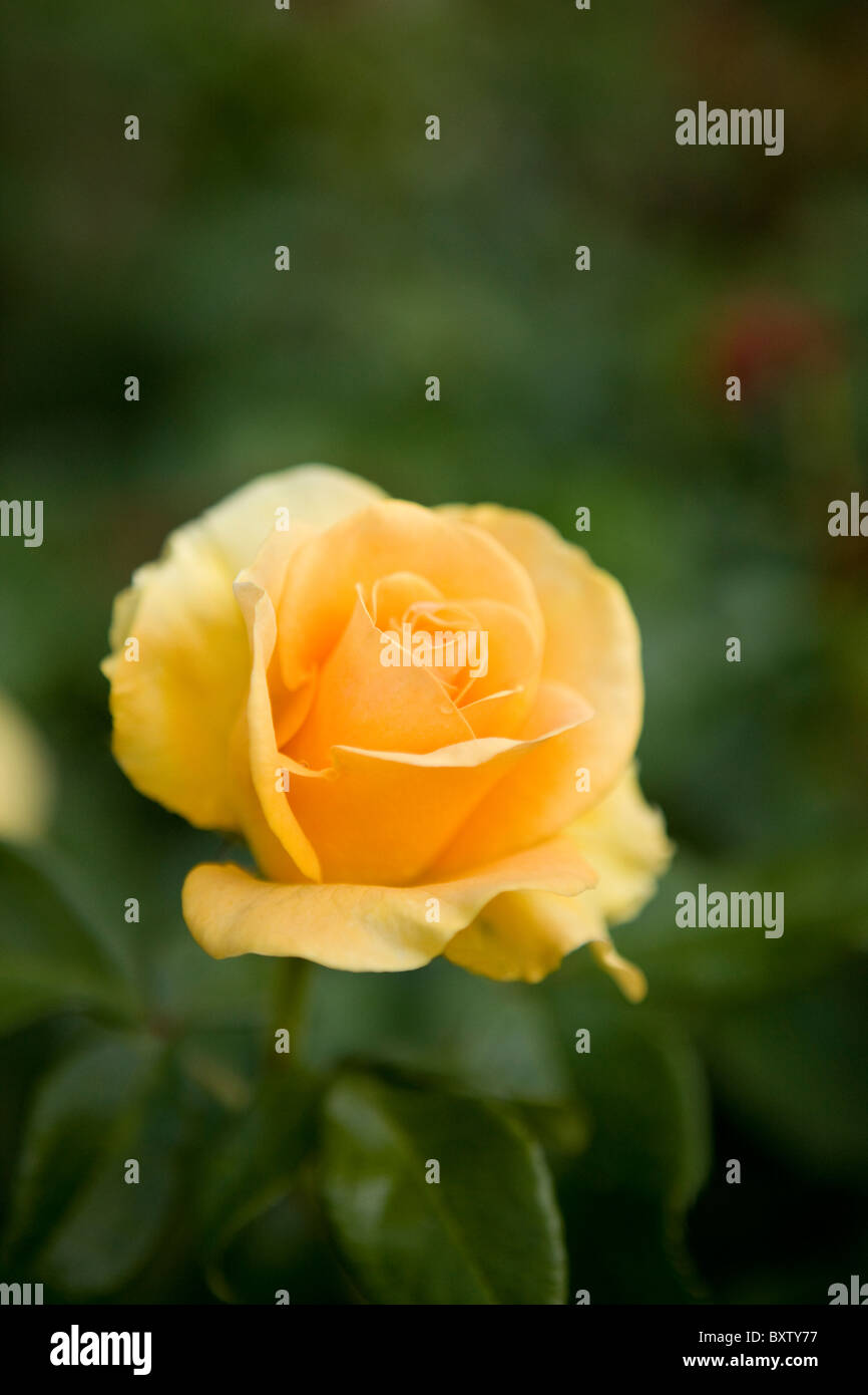 Green bush with yellow flower hi-res stock photography and images - Alamy