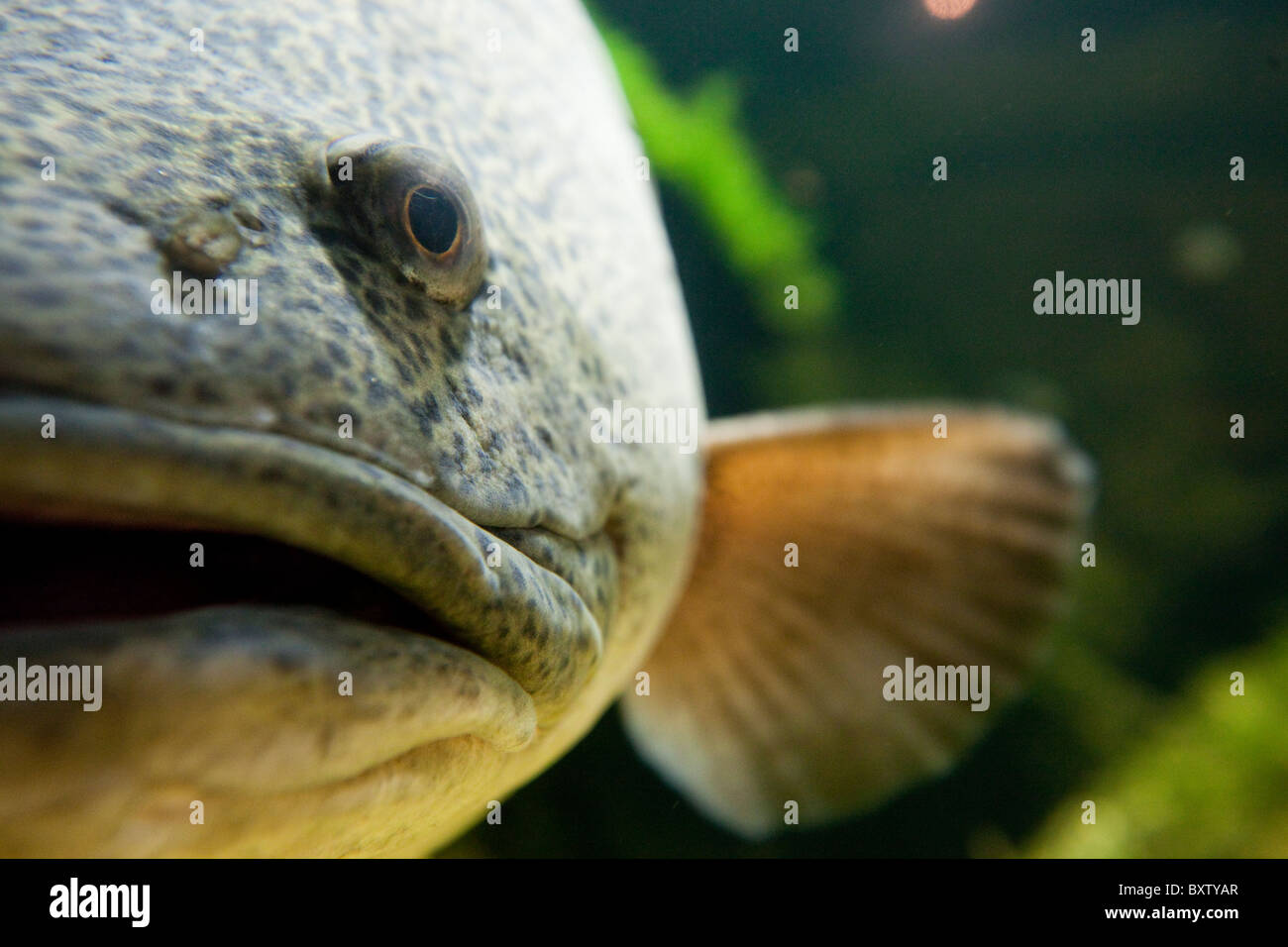Australia New South Wales Sydney Close-up of Murray Cod (Maccullochella peelii peelii) swimming in fish tank at Sydney Aquarium Stock Photo