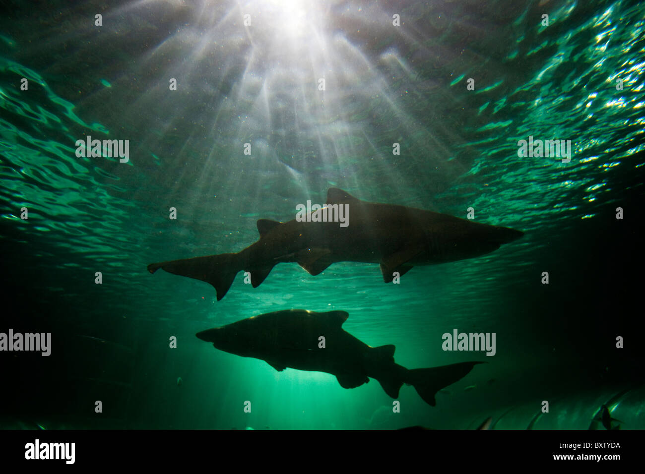 Australia, New South Wales, Sydney, Gray Nurse Sharks (Carcharias taurus) swimming in tank at Sydney Aquarium Stock Photo