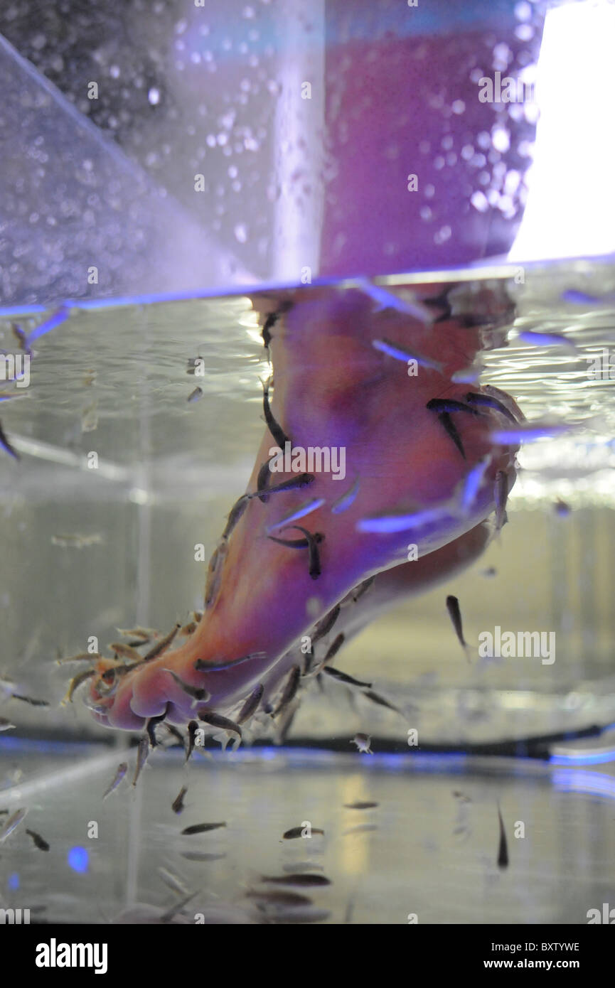 Female dips her feet into a tank of Garra Rufa fish also known as Doctor Fish . They are used as a pedicure Stock Photo