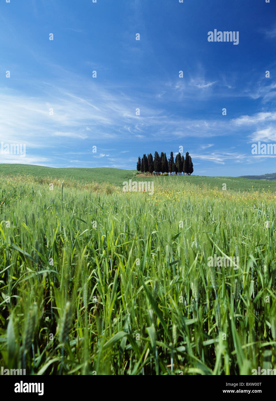 Group Of Trees In Wheat Fields Stock Photo