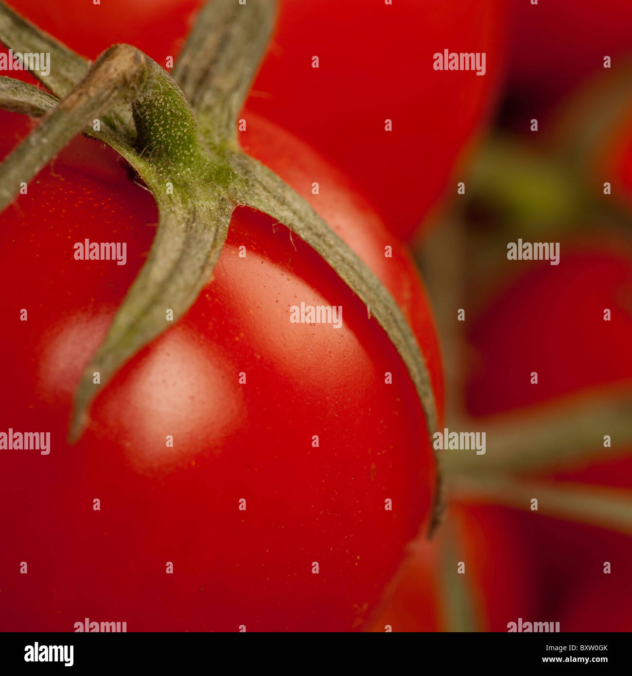 Red Vine Tomato Stock Photo