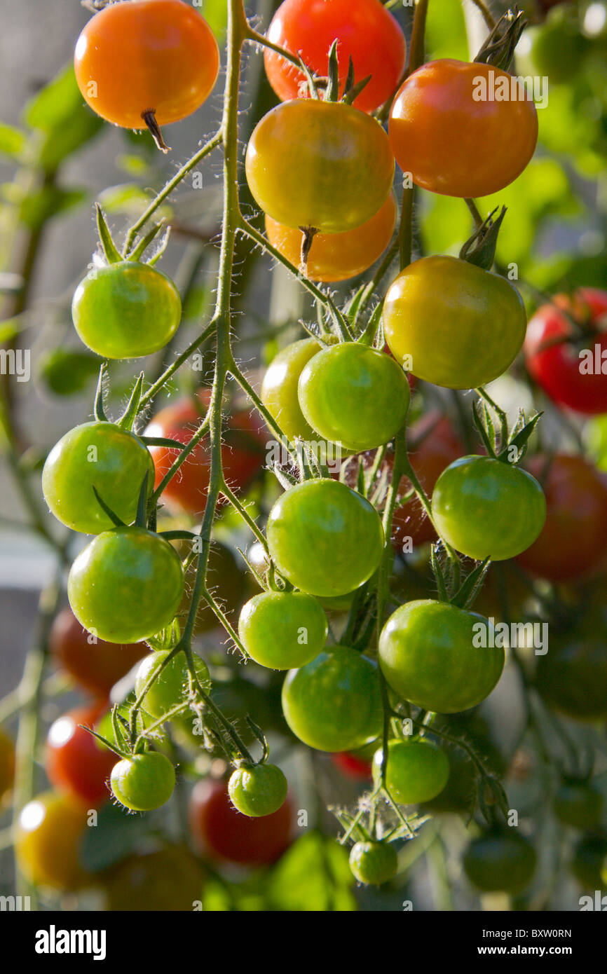 Gardeners Delight tomatoes in various stages of ripening Stock Photo