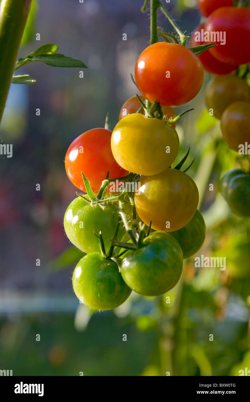 Gardeners Delight tomatoes in various stages of ripening Stock Photo Alamy