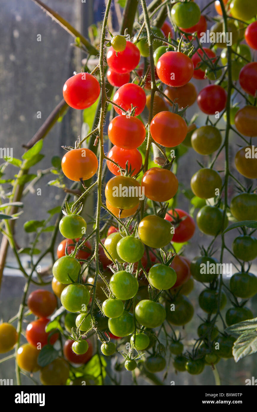 Gardeners Delight tomatoes in various stages of ripening Stock Photo
