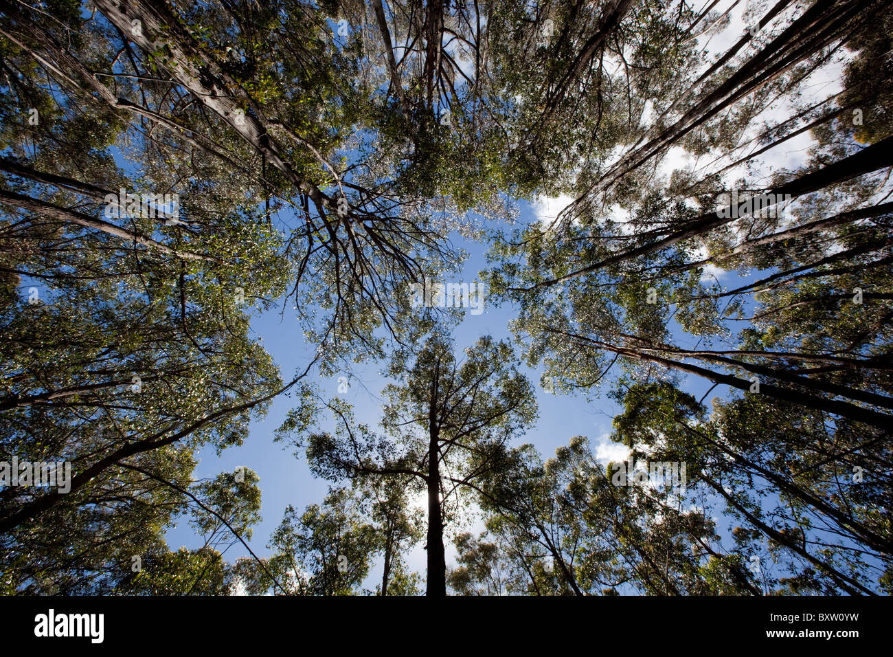 Australia, New South Wales, Lind National Park, Spotted Gum trees in Eucalyptus forest on summer morning Stock Photo