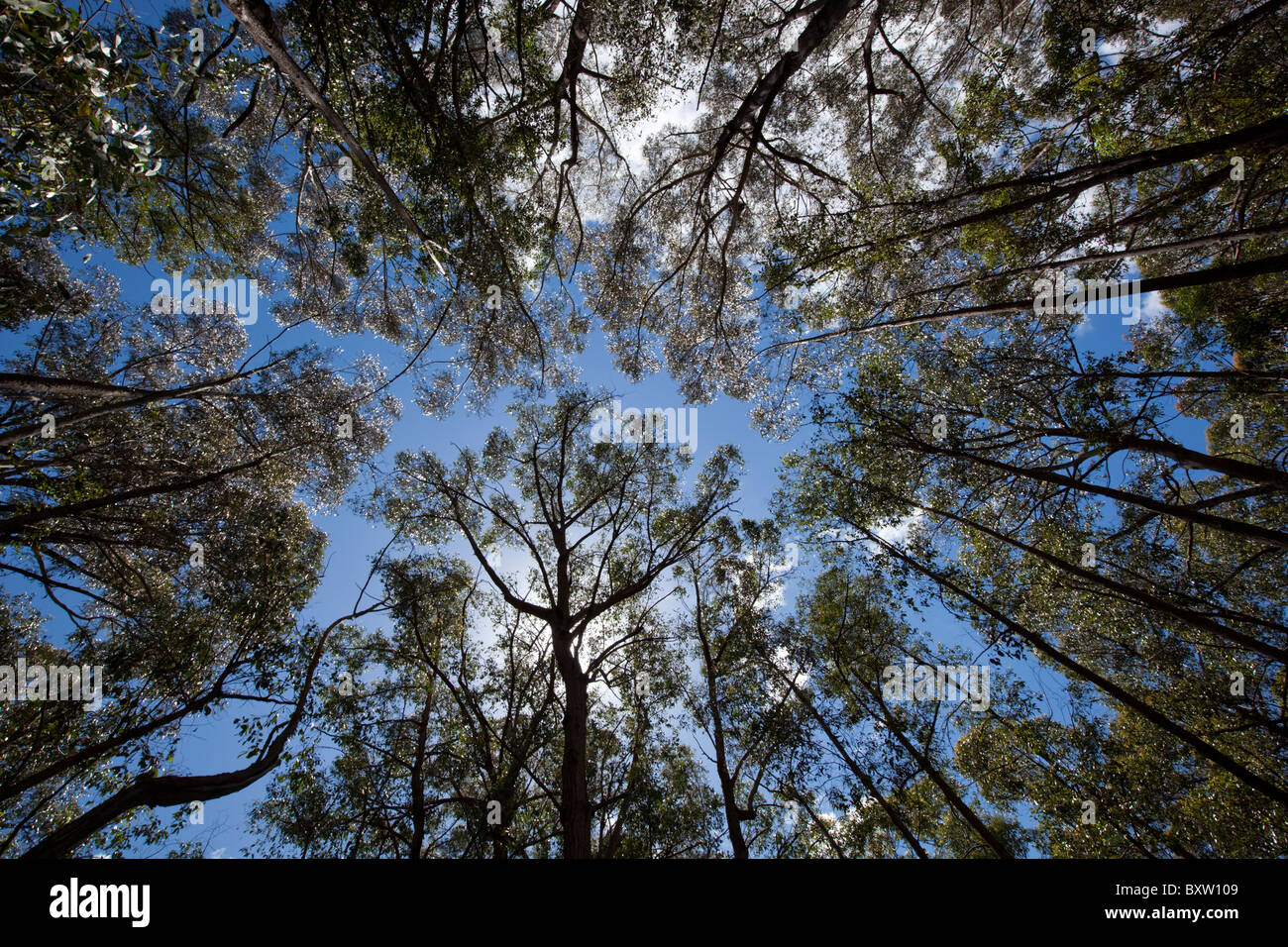 Australia, New South Wales, Lind National Park, Spotted Gum trees (Corymbia maculata) in Eucalyptus forest on summer morning Stock Photo