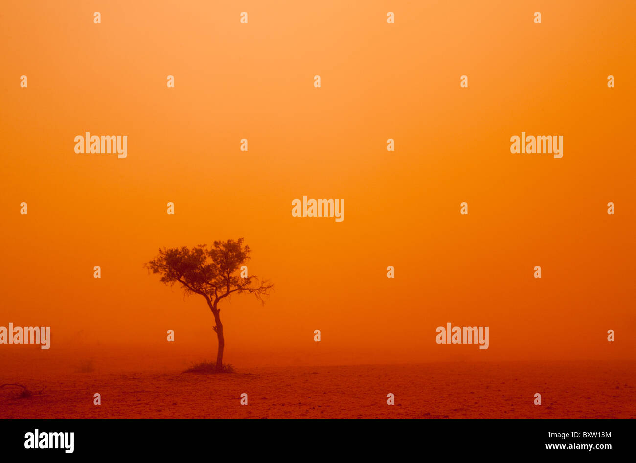 Australia New South Wales Ivanhoe Outback dust storm turns sky orange with wind blown red sand with lone windswept tree on Stock Photo
