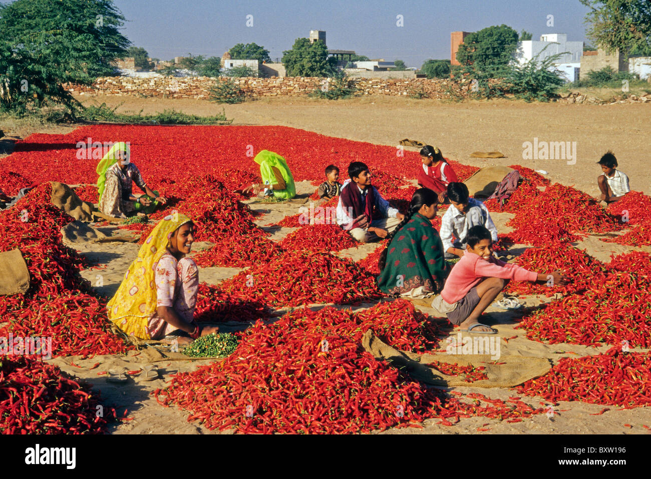 Workers sorting red chili peppers, Rajasthan, India Stock Photo Alamy