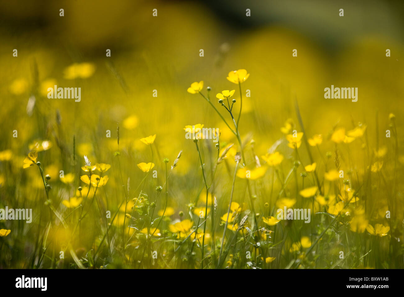 Bright field yellow flowers hi-res stock photography and images - Alamy