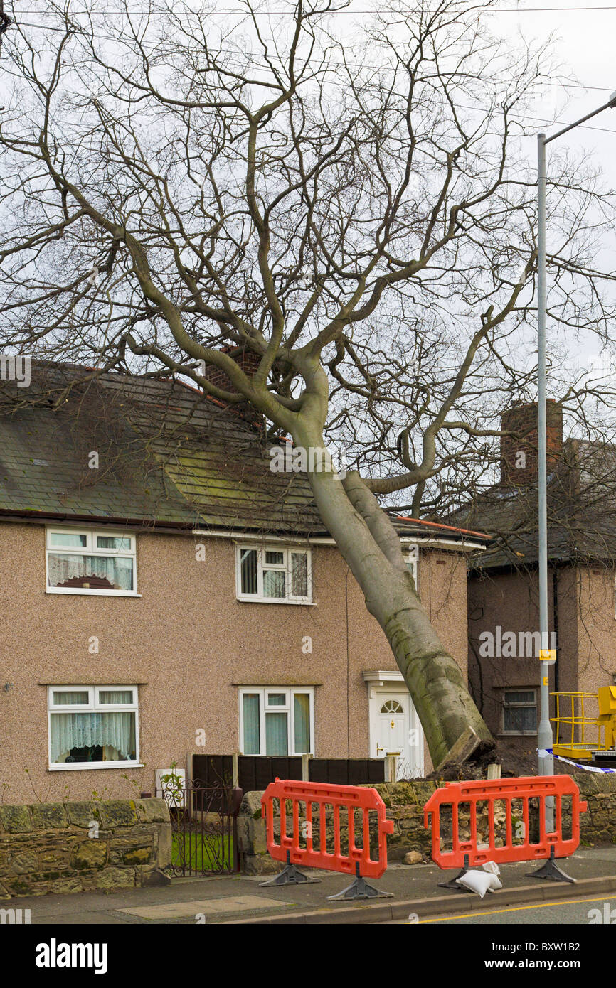 Tree falling on house, Wirral, England Stock Photo Alamy