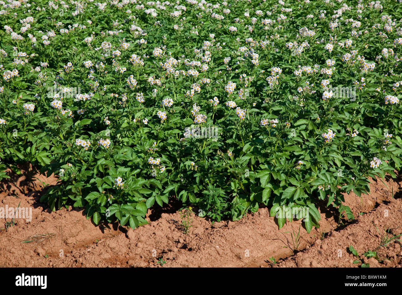 Potato bloom hires stock photography and images Alamy