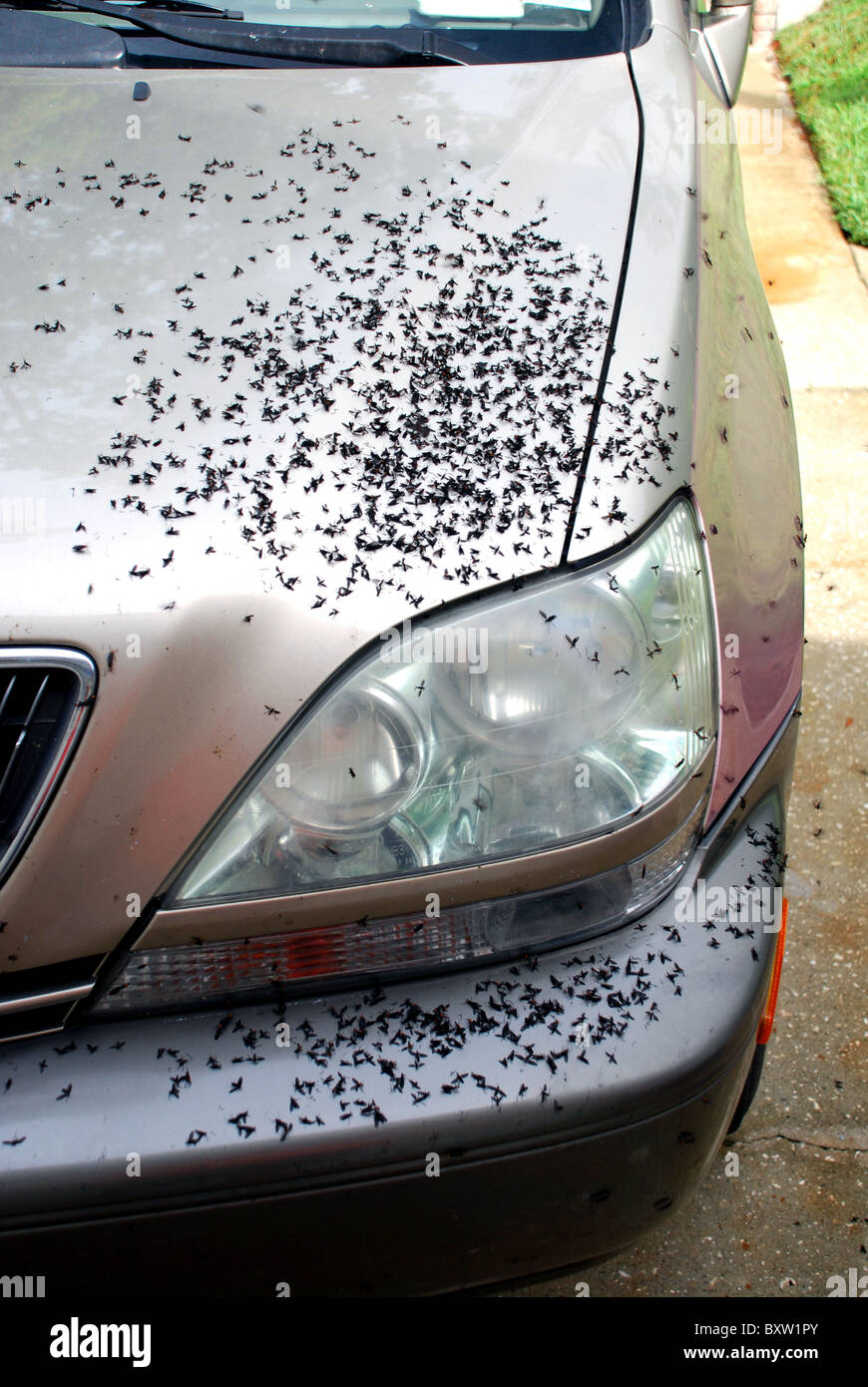 Swarm of lovebugs on hood of car; Florida, September, 2010 Stock Photo