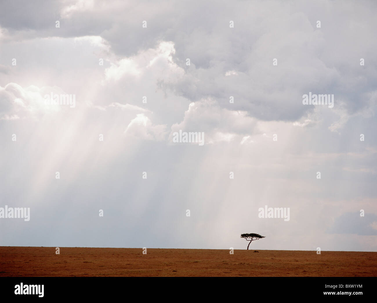 Flat-Topped Acacia Tree Beneath Stormy Skies Stock Photo