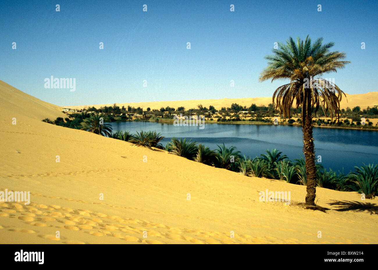 Palm Tree And Oasis In Desert Stock Photo