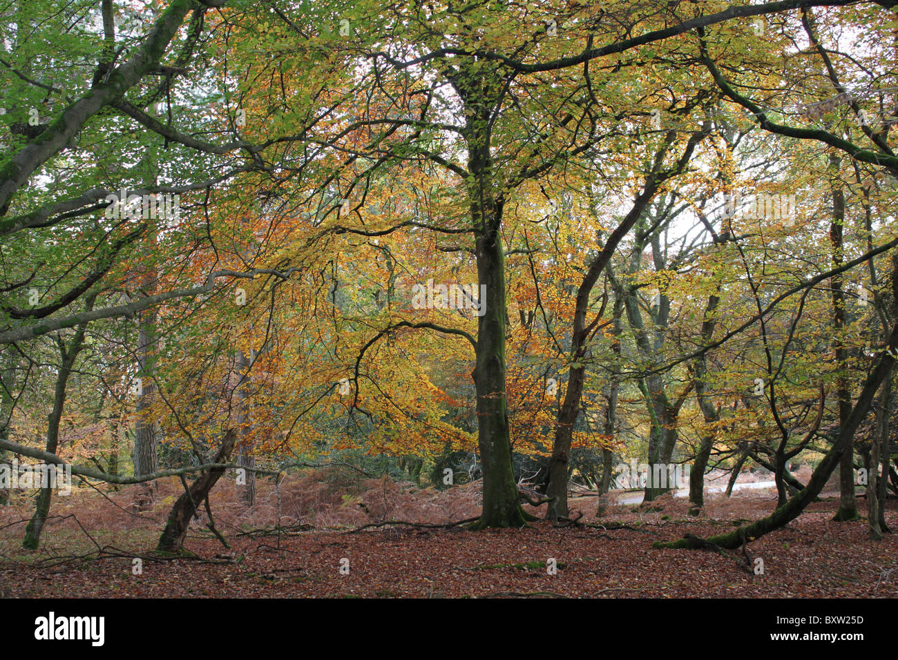 Autumn (fall) colours in the New Forest. Stock Photo
