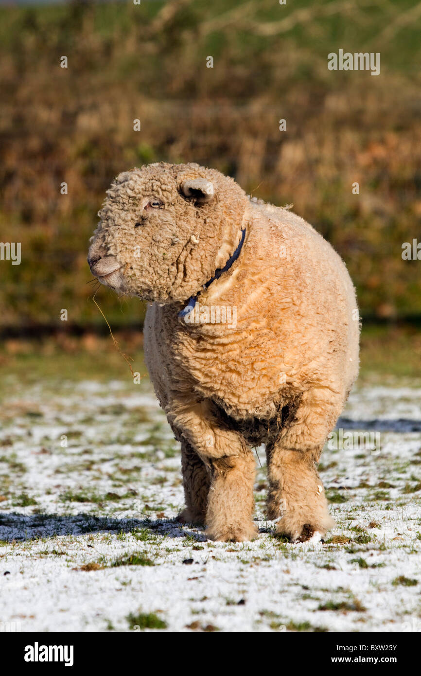 South Downs Sheep; winter; National Seal Sanctuary; Cornwall Stock Photo