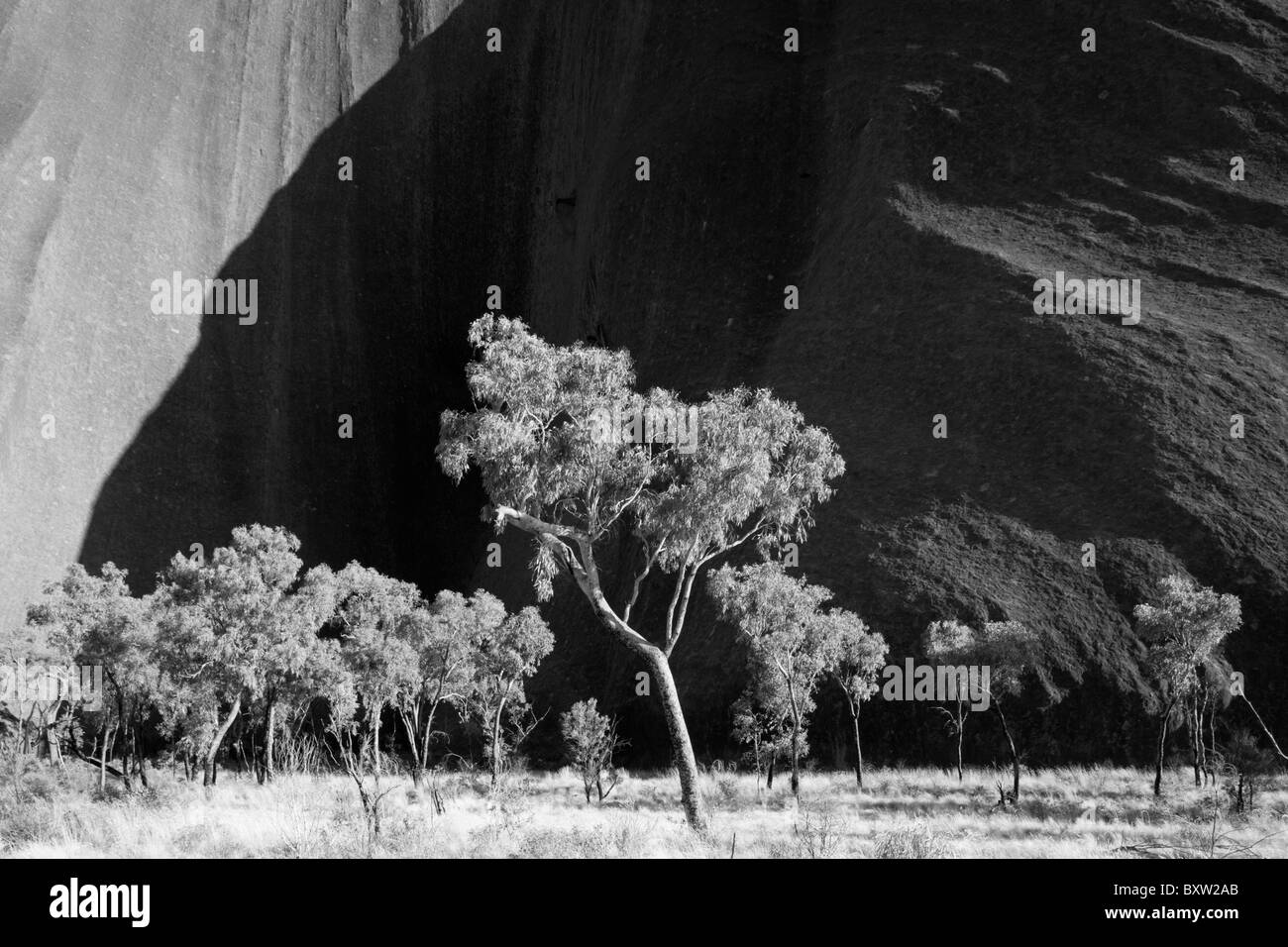 Australia Northern Territory Uluru - Kata Tjuta National Park Desert oak trees and Spinifex grass at red rock base of Ayers Stock Photo