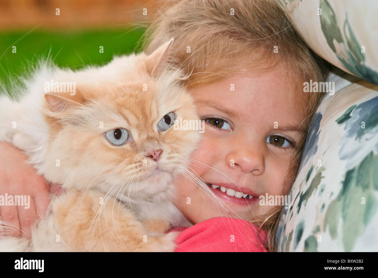 Pre-school girl 3 4 5 year years old holding Orange Tabby Persian domesticated domestic cat in backyard eye contact POV MR © Myrleen Pearson Stock Photo