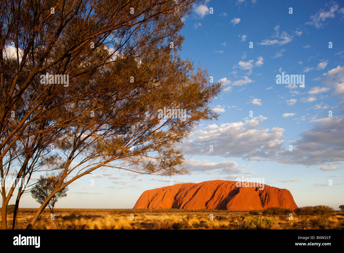 Australia Northern Territory Uluru - Kata Tjuta National Park Setting sun lights desert oak tree and red sand desert Stock Photo