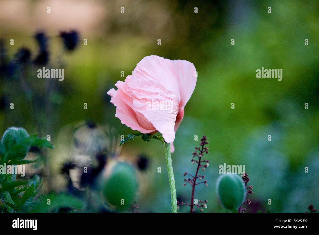 A pink oriental poppy Stock Photo