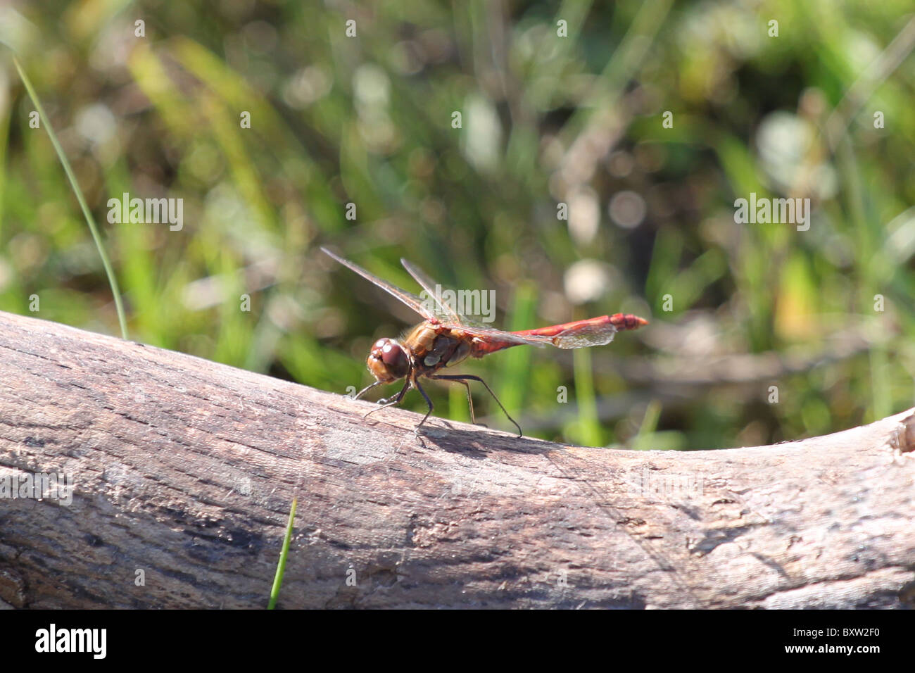 Common Darter, male Dragonfly on a branch in the New Forest. Stock Photo
